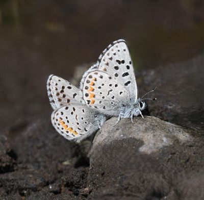 Columbia Blue: Euphilotes columbiae