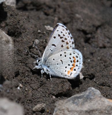 Columbia Blue: Euphilotes columbiae