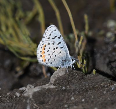 Columbia Blue: Euphilotes columbiae