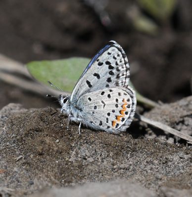 Columbia Blue: Euphilotes columbiae