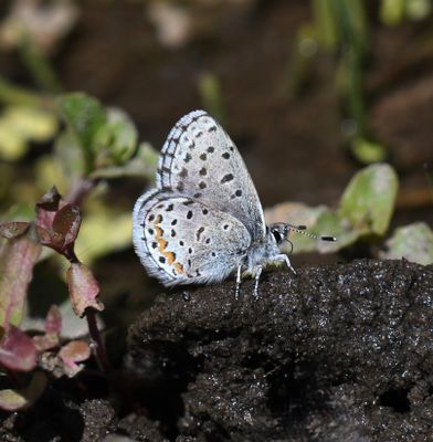 Columbia Blue: Euphilotes columbiae