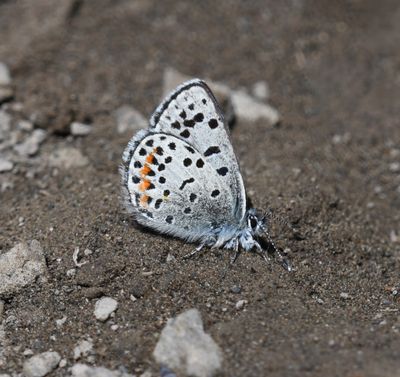 Columbia Blue: Euphilotes columbiae