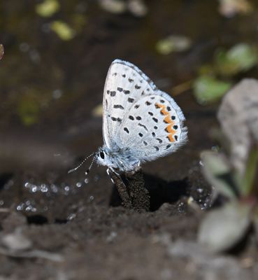 Columbia Blue: Euphilotes columbiae