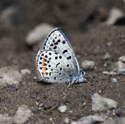 Columbia Blue: Euphilotes columbiae
