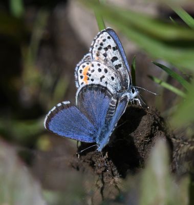Cascadia Blue: Euphilotes heracleoides