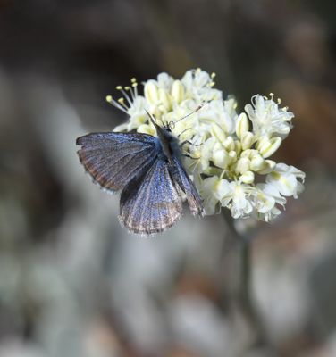 Cascadia Blue: Euphilotes heracleoides