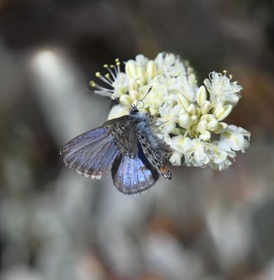 Cascadia Blue: Euphilotes heracleoides