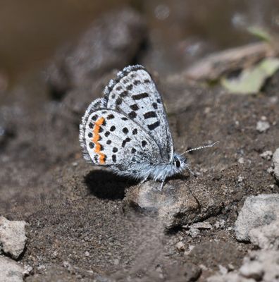 Cascadia Blue: Euphilotes heracleoides