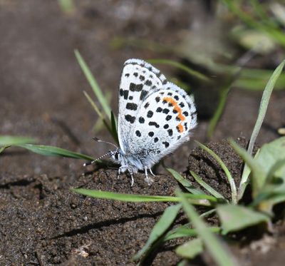 Cascadia Blue: Euphilotes heracleoides