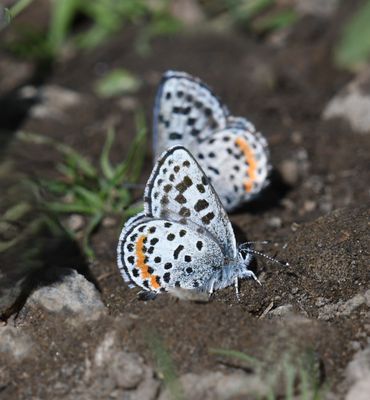 Cascadia Blue: Euphilotes heracleoides