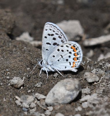 Lupine Blue: Icaricia lupini