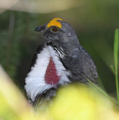 Dusky Grouse