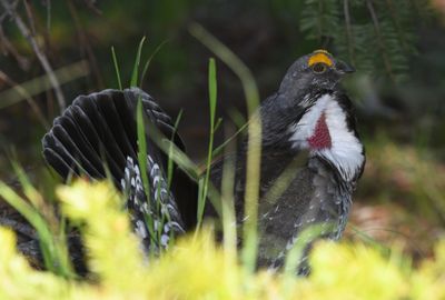 Dusky Grouse