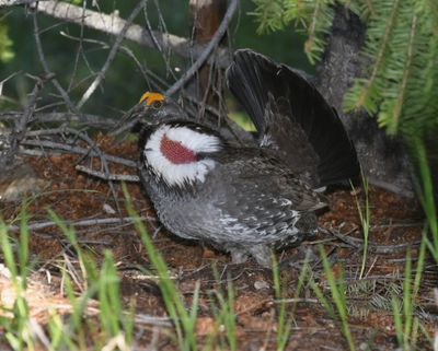 Dusky Grouse