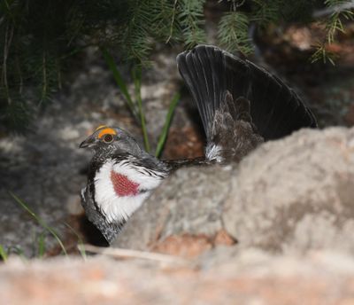 Dusky Grouse