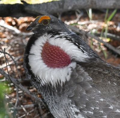 Dusky Grouse