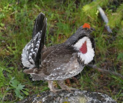 Grouse, Dusky