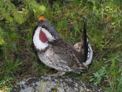 Dusky Grouse