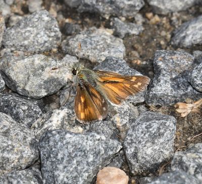 Nevada Skipper: Hesperia nevada