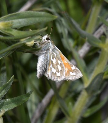 Nevada Skipper: Hesperia nevada