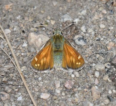 Nevada Skipper: Hesperia nevada
