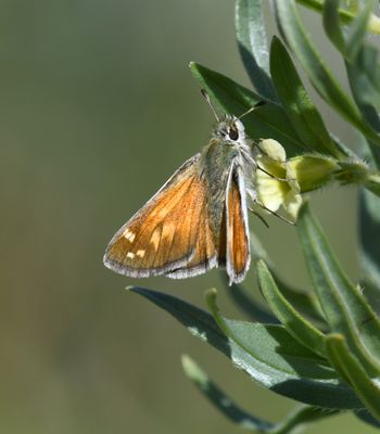 Nevada Skipper: Hesperia nevada