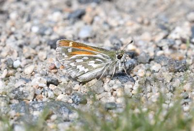 Nevada Skipper: Hesperia nevada