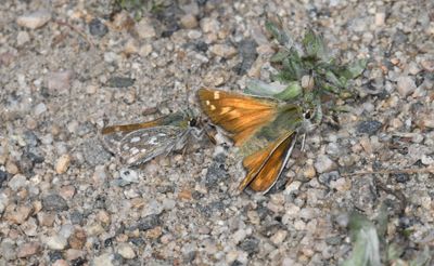 Nevada Skipper: Hesperia nevada