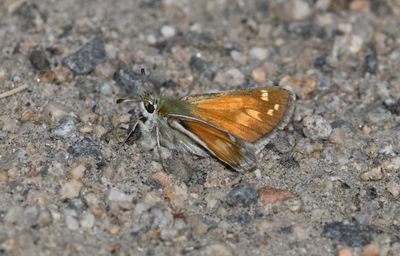 Nevada Skipper: Hesperia nevada