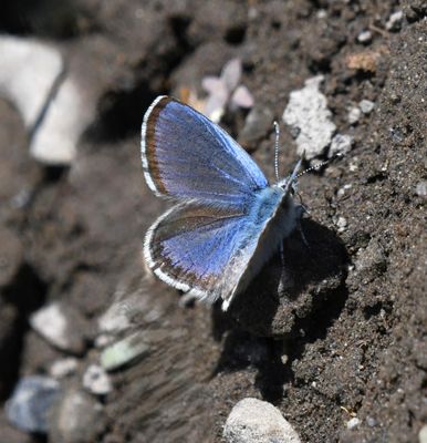 Columbia Blue: Euphilotes columbiae