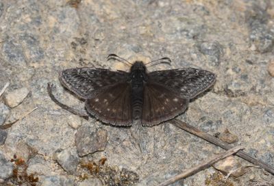Persius Duskywing: Erynnis persius