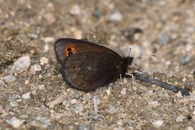 Butler's Alpine: Erebia epipsodea