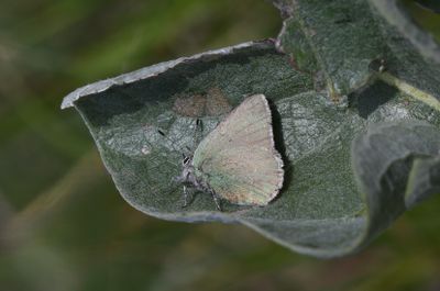 Sheridan's Green Elfin: Callophrys sheridanii