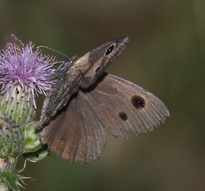 Dark Wood Nymph: Cercyonis oetus