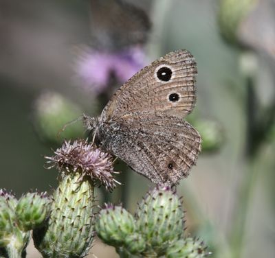 Dark Wood Nymph: Cercyonis oetus
