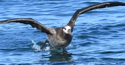 Black-footed Albatross
