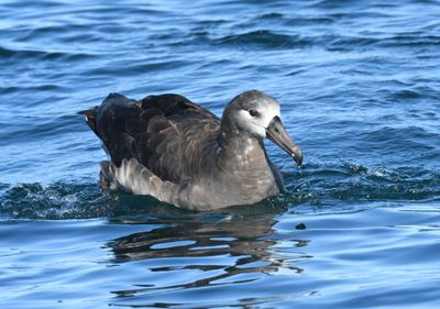 Black-footed Albatross