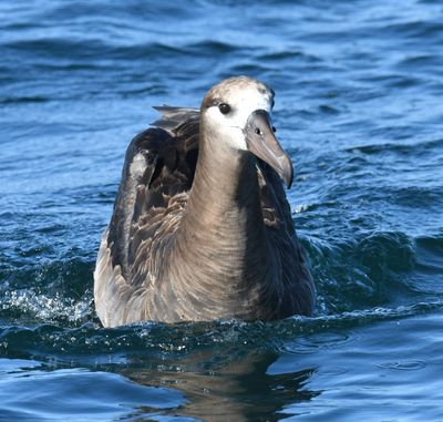 Black-footed Albatross