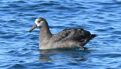Black-footed Albatross