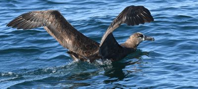 Black-footed Albatross