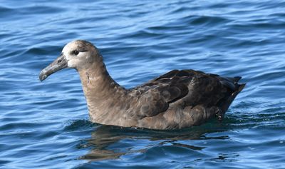 Black-footed Albatross
