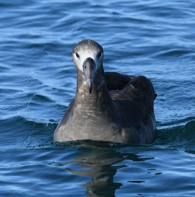 Black-footed Albatross