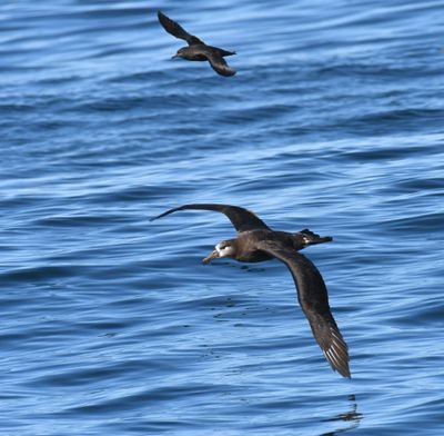 Black-footed Albatross