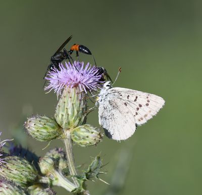 Blue Copper: Lycaena heteronea