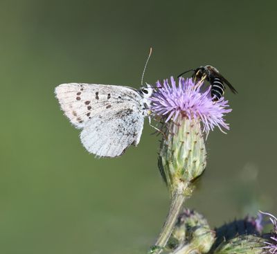Blue Copper: Lycaena heteronea