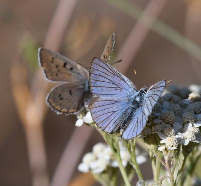Blue Copper: Lycaena heteronea