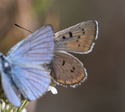 Blue Copper: Lycaena heteronea