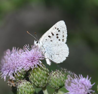 Blue Copper: Lycaena heteronea
