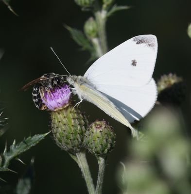 Cabbage White: Pieris rapae