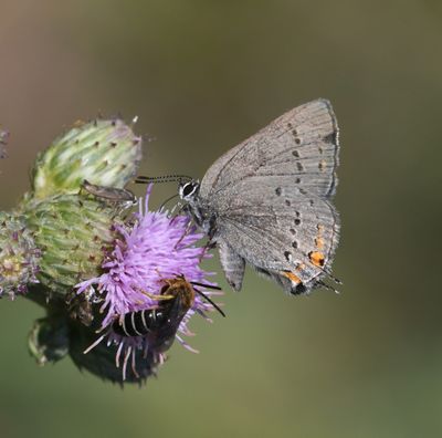California Hairstreak: Satyrium californica